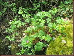 geranium-robert-sauvage_5532